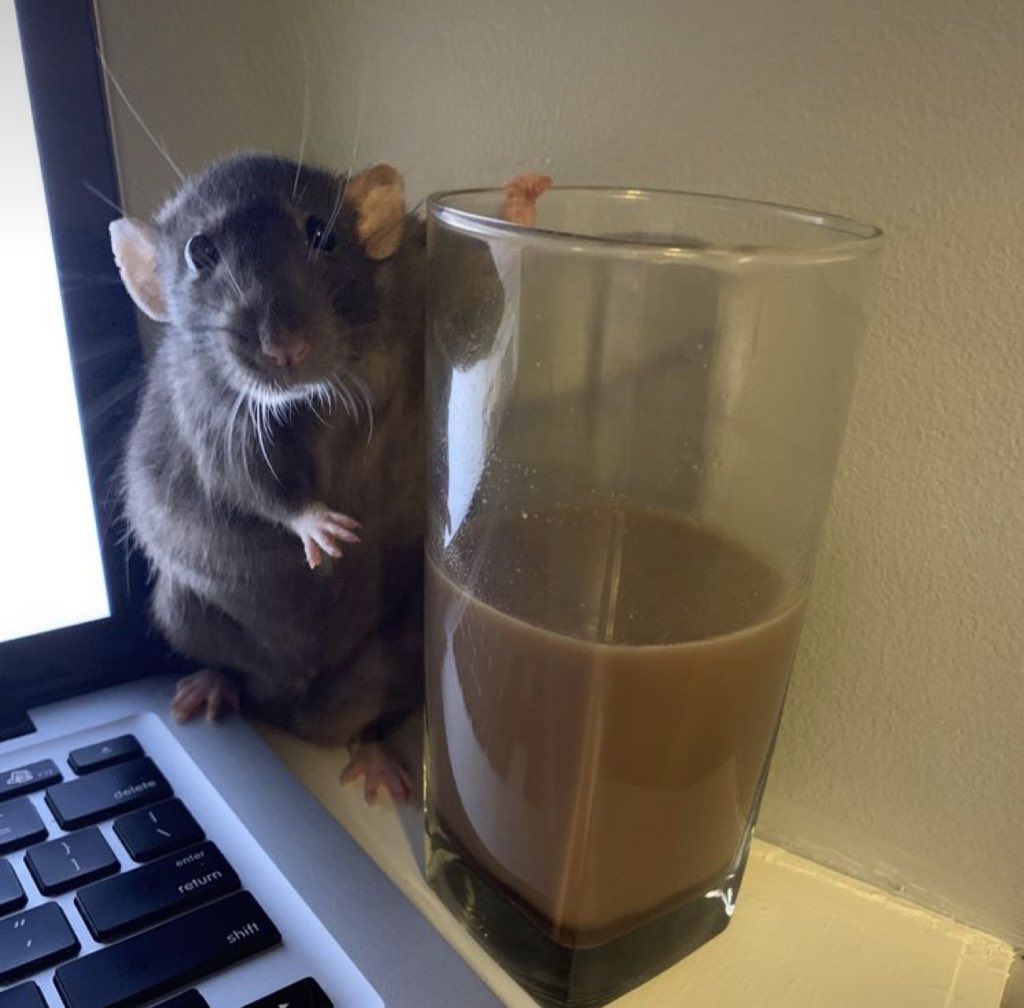 a rat posing next to a glass of chocolate milk