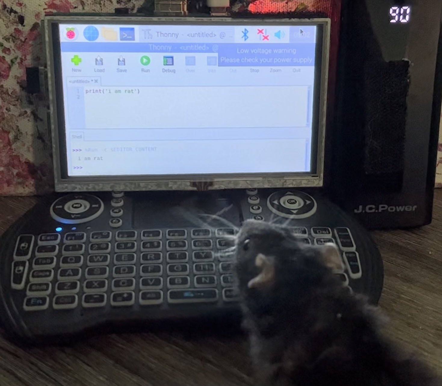 a rat looking at a laptop coding