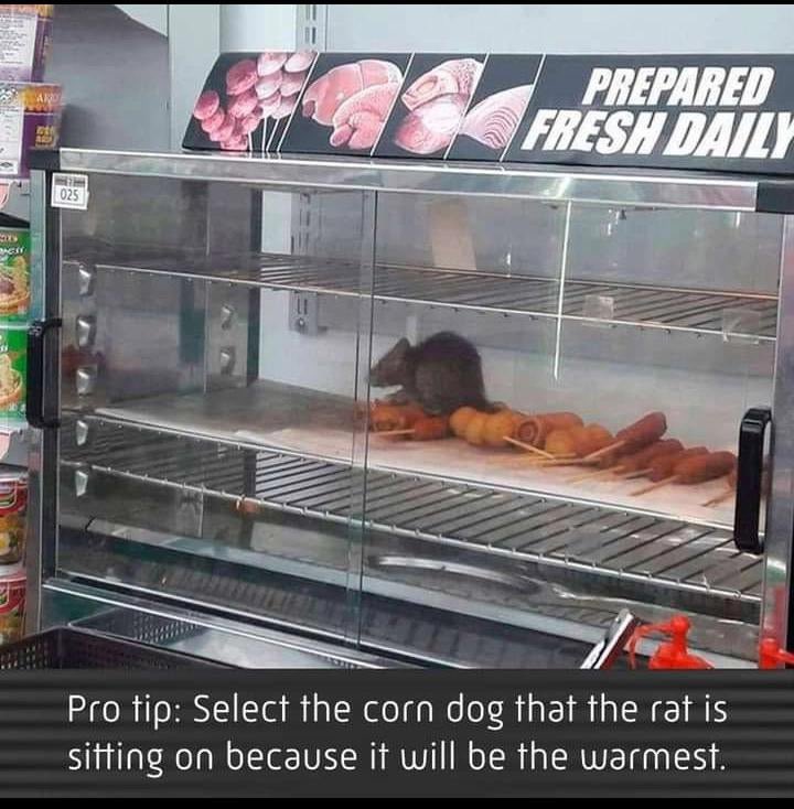 a rat in a corn dog display captioned pro tip: select the corn dog that the rat is sitting on because it will be the warmest