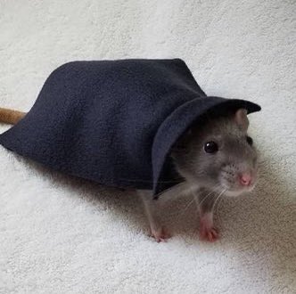 a rat with a fancy cloak