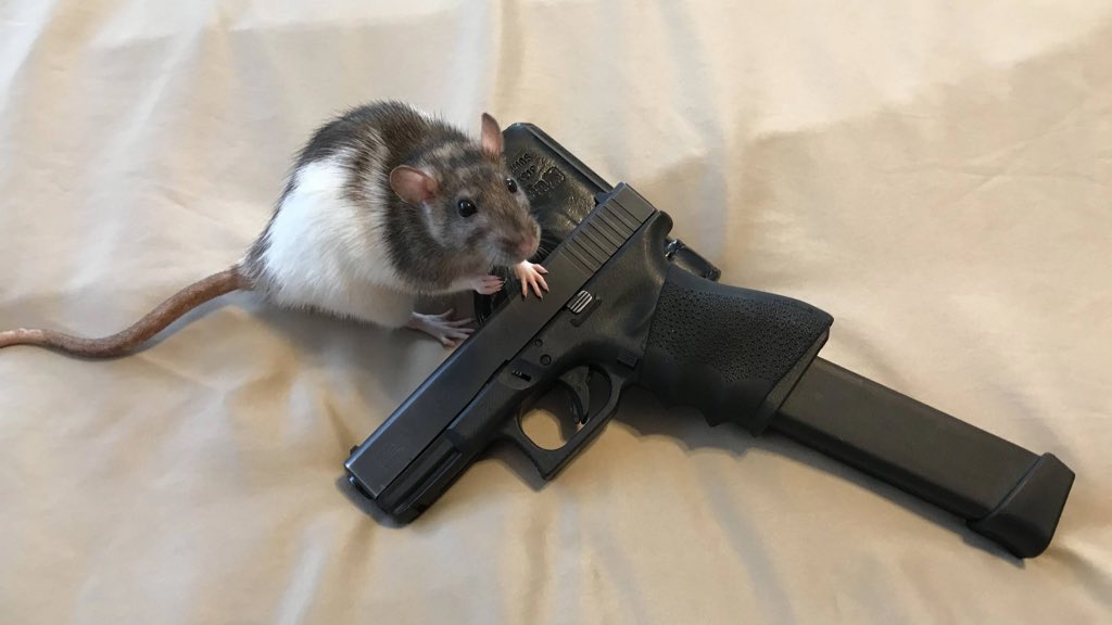 a rat menacingly holding a gun
