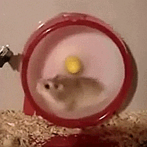 a hamster on a wheel