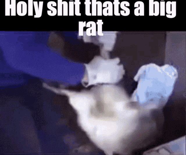 a very large rat