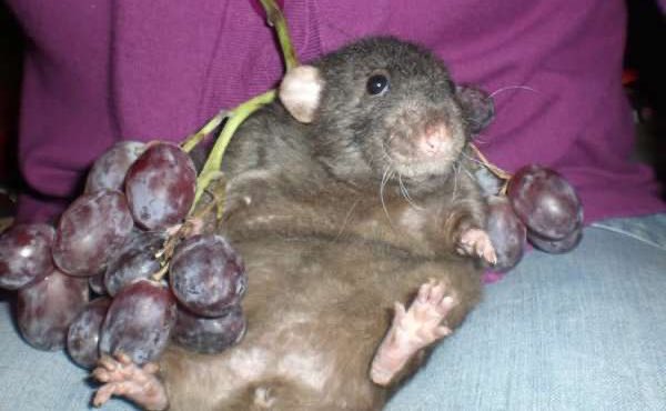 a rat laying tummy up surrounded by grapes