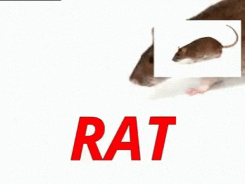 jpg of a rat goin crazy