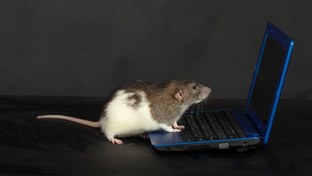 a rat on a laptop