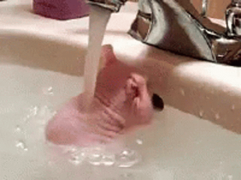 a rat taking a bath in a sink