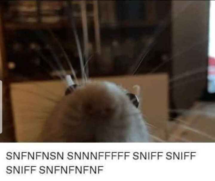 a rat close up to the camera captioned sniff sniff sniff